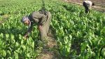 آینده کشاورزی عراق در دستان هلند